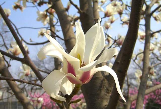 Magnolia Flower Pictures