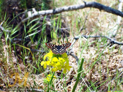 Murrieta Ca: Butterfly