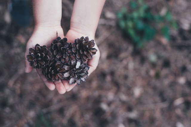 Collecting Pine Cones