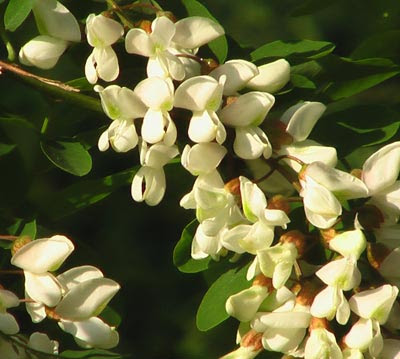 Fiore di Acacia