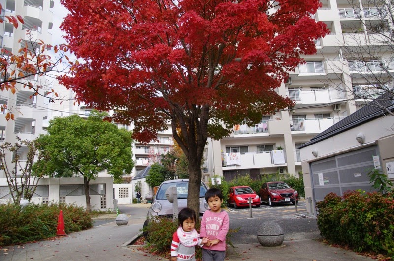 家の前の紅葉  17451