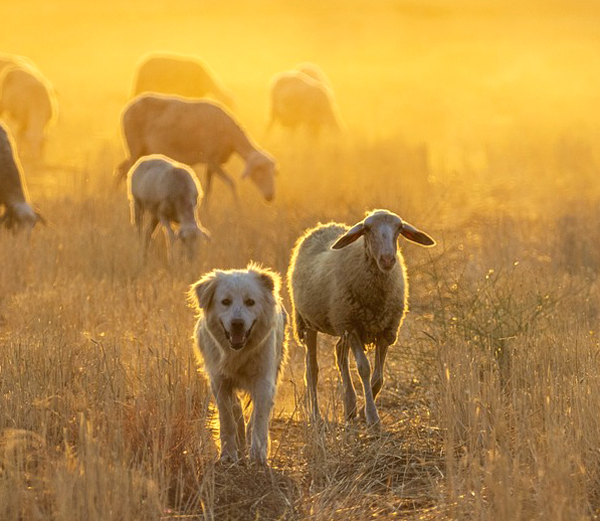 farm dog, perfect farm dog, how to pick the farm dog