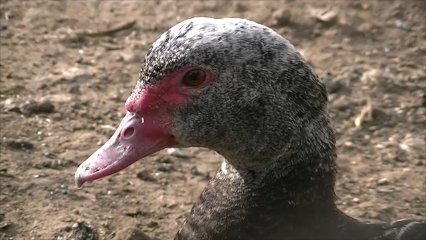 crianza-de-patos