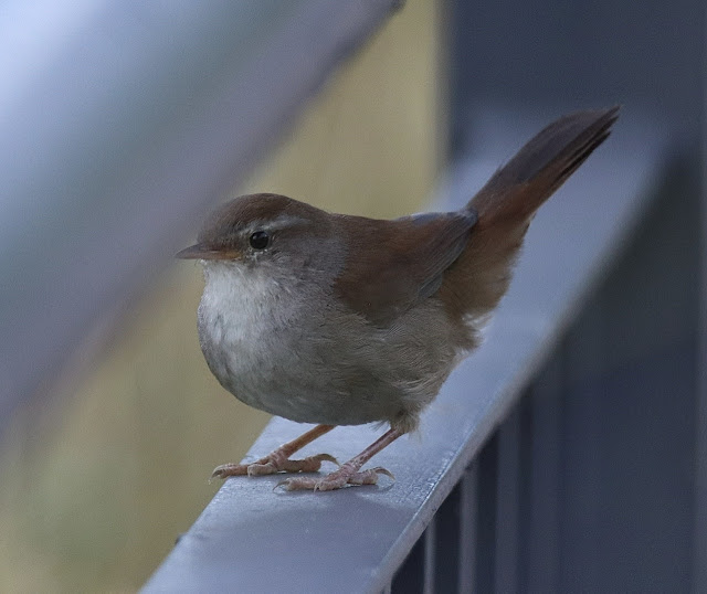 Cetia Ruiseñor (Cettia cetia)