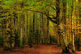 Bosque de Bryn