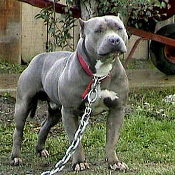 american pitbull terrier