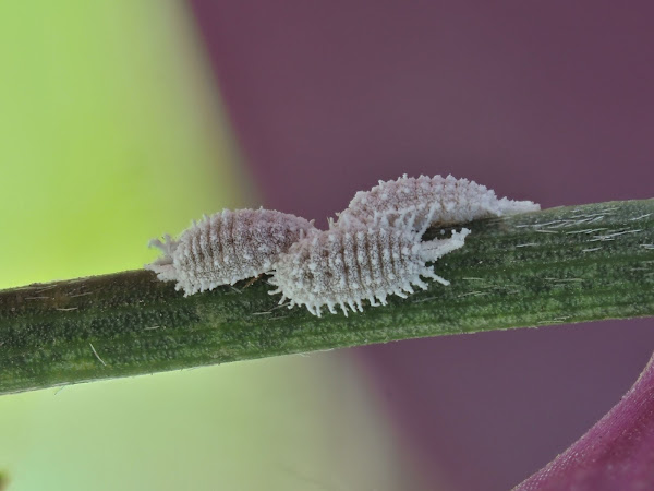 Cochineal