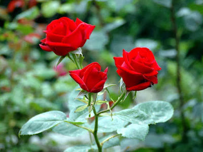 Beautiful Photos Of Love Flower Rose 20