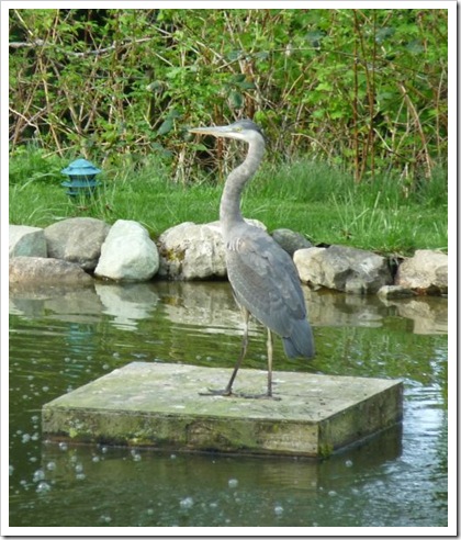 crane