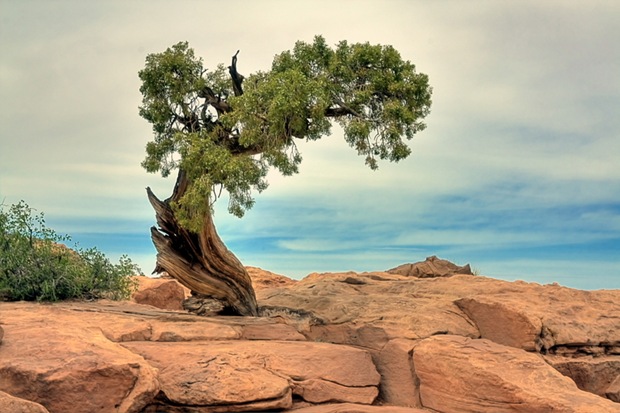 Tree-on-rock