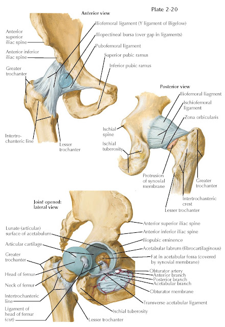 HIP JOINT