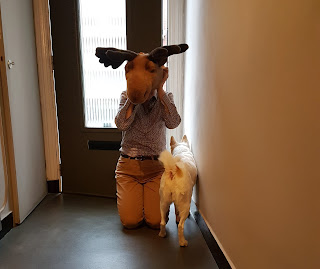 moose