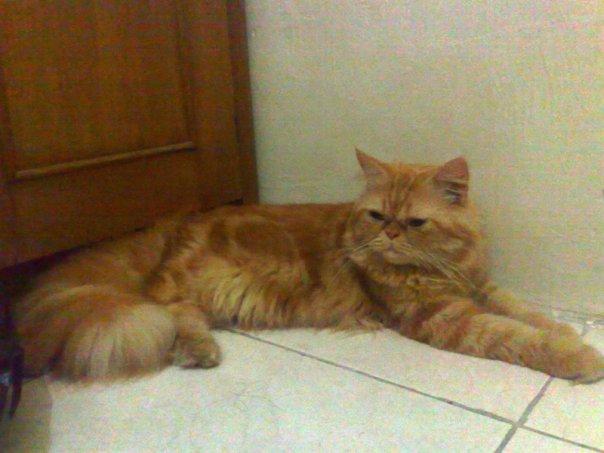 Kumpulan Gambar  Hewan  Kucing 