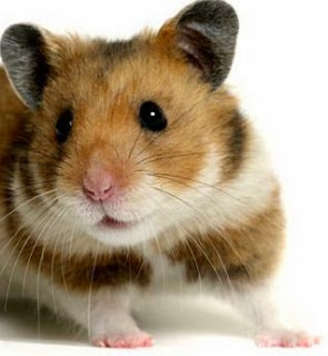 1001 Gambar Keren Gambar Hamster 