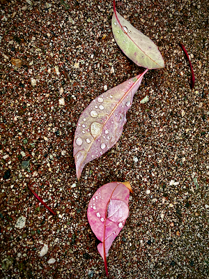 Raindrops: photo by Cliff Hutson