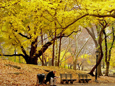 central park ny. central park new york fall.