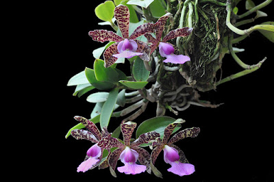 Cattleya aclandiae care and culture