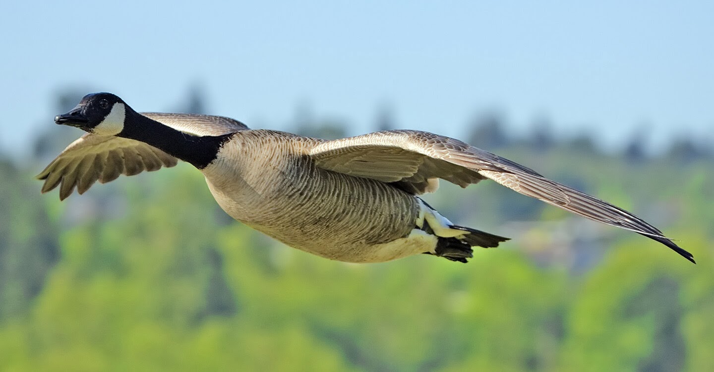 Canada-Goose HD Images