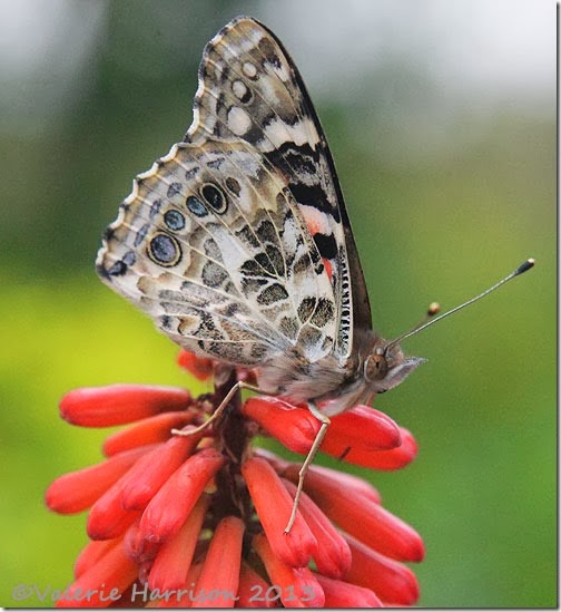 Painted-lady-3