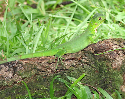 Giant Green Iguana