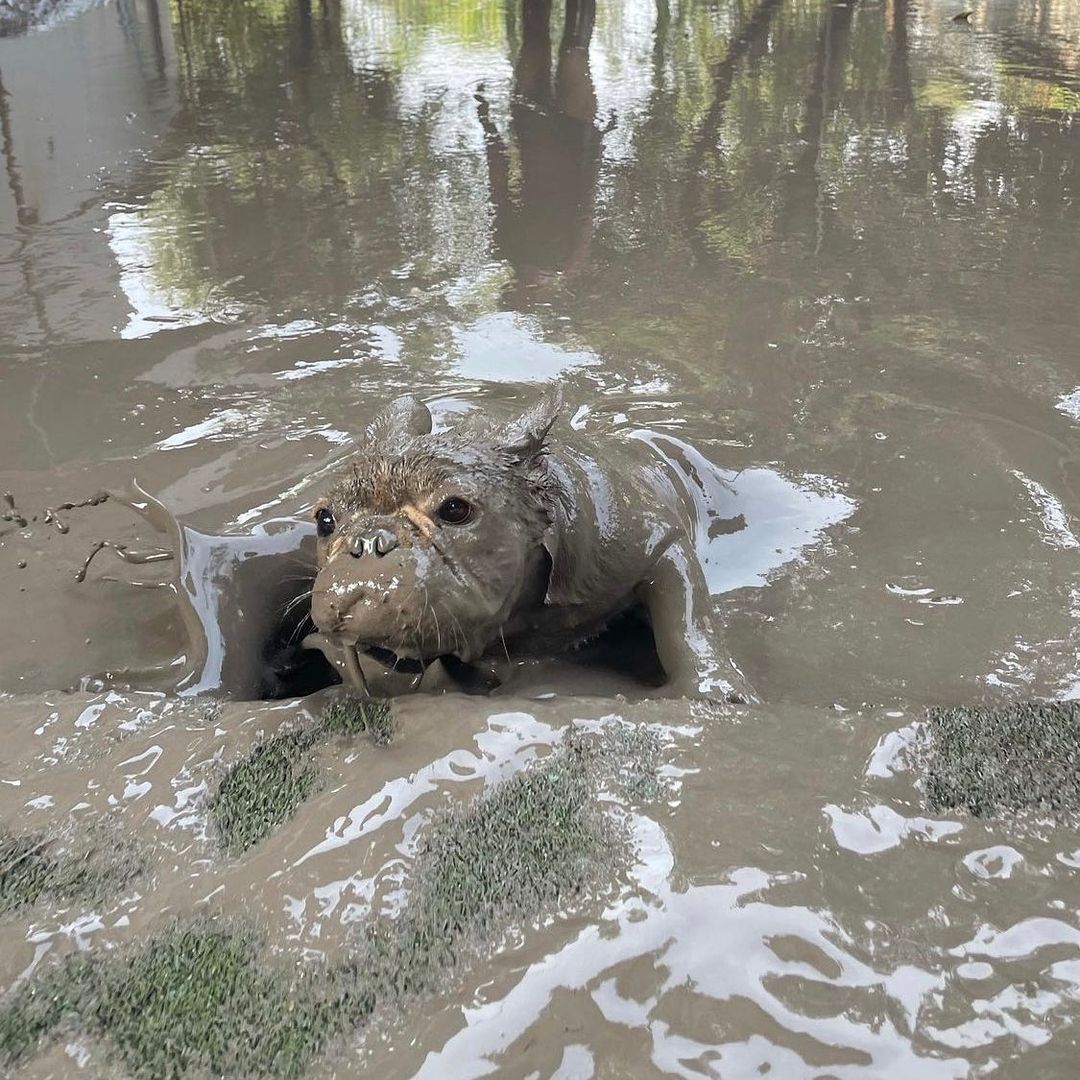 This small Frenchie looks like a hippo after swimming in a mud bath
