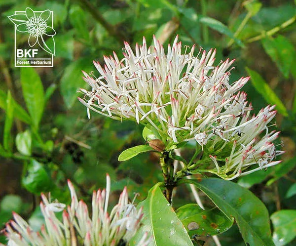 ดอกเข็มน้ำ (เข็มป่า) เข็มพื้นเมืองของไทย Ixora-nigricans