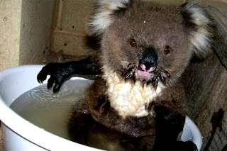 funny australian animal photos baby koala relaxes in cool bath in bucket of water to escape the hot weather heatwave in geelong victoria picture 