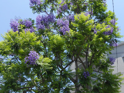 70以上 紫 花 木 6月 288537-紫 花 木 6月