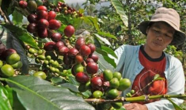 Jenis Biji Kopi Robusta, karakteristik kopi robusta, tanaman dan pengetahuan tentang kopi robusta