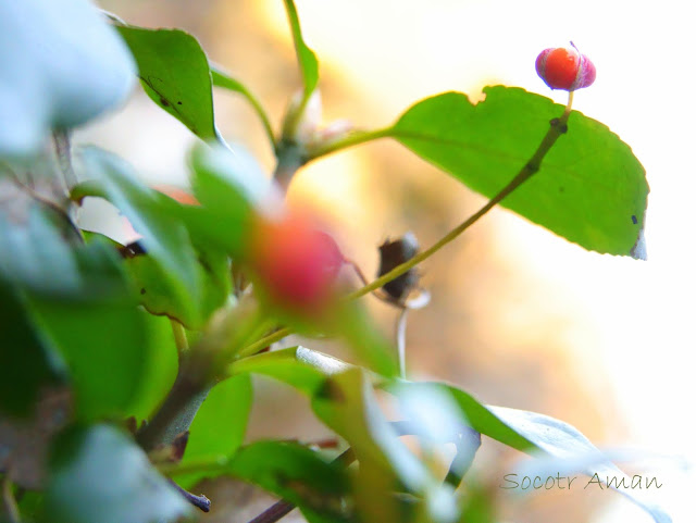 Euonymus japonicus