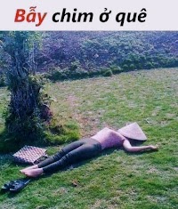 Bẫy chim ở quê....😆