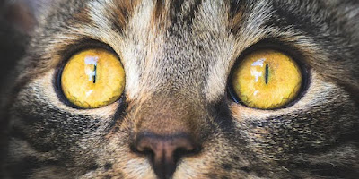 7 Diseases of the Eyes in Cats