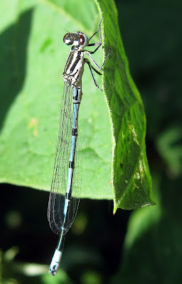 Azure damselfly, Coenagrion puella, male, on burdock.  Unusual colours: the thorax and most of the abdomen have white instead of blue. High Elms Country Park, 4 June 2011.