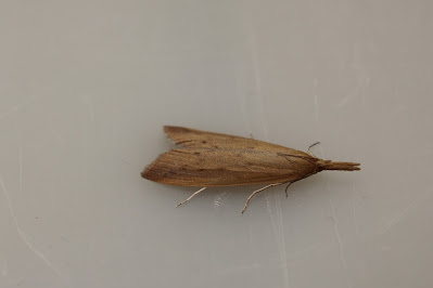 - Rietsnuitmot - Schoenobius gigantella