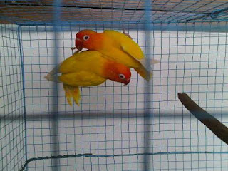 LOVEBIRD LUTINO MATA HITAM / MERAH