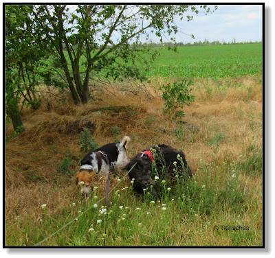 mit zwei Hunden unterwegs