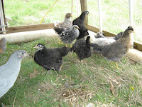 And More Pullets