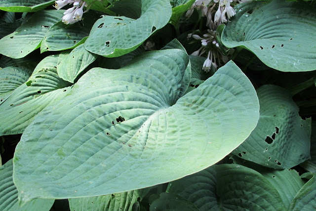 Het arboretum van Kalmthout: groen !