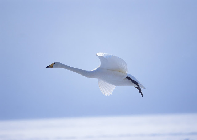 Very Beautiful Birds