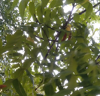 Azadirachta indica | neem tree | neem leaves