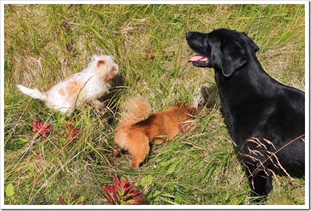 150910_Adak_dogs