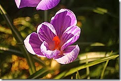 IMG_1463