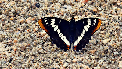 Lorquin´s Admiral