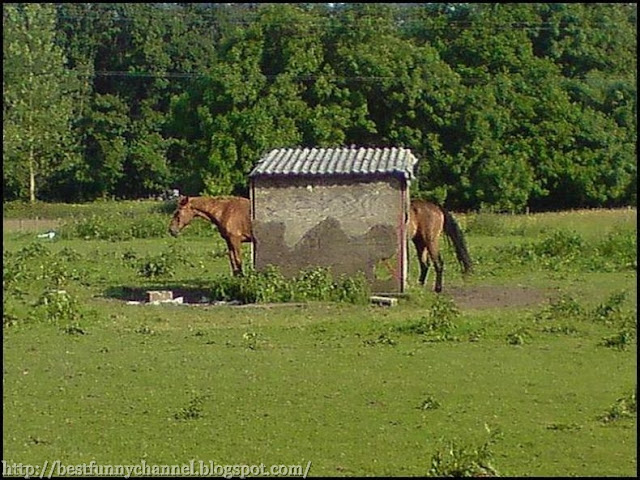 Large horse