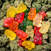 Danny Koker CBD Gummies (Scam or Legit) Read Expert Reviews!