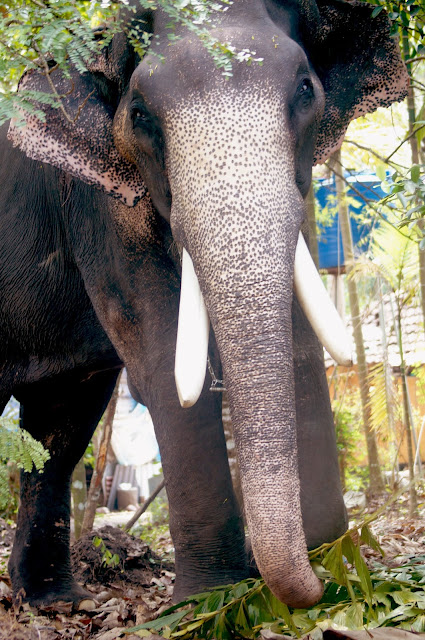 Mangalamkunnu Karnan HD Images