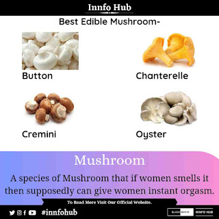 Edible Mushroom Species