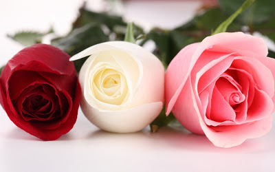 Beautiful Photos Of Love Flower Rose 14