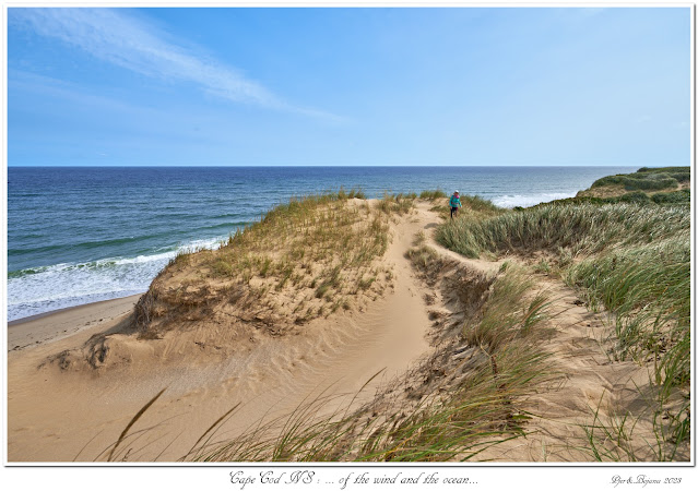 Cape Cod NS: ... of the wind and the ocean...