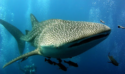 Whale Shark